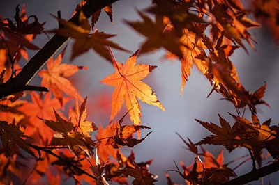 autumnleaves.jpg